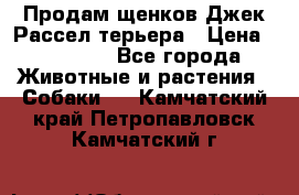 Продам щенков Джек Рассел терьера › Цена ­ 25 000 - Все города Животные и растения » Собаки   . Камчатский край,Петропавловск-Камчатский г.